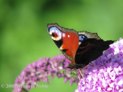 peacock (Inachis io) Kenneth Noble